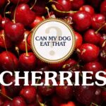 Can My Dog Eat Cherries? A Safety Guide