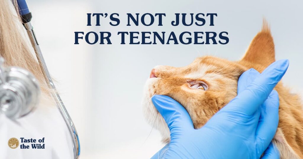 Cat Acne: Common Symptoms & Treatments