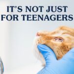 Cat Acne: Common Symptoms & Treatments