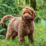 8 Tips on How to Train a Cockapoo – Vet Approved Advice