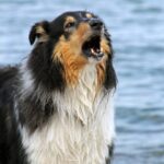 What To Do When Your Dog Is Aggressive Towards Children