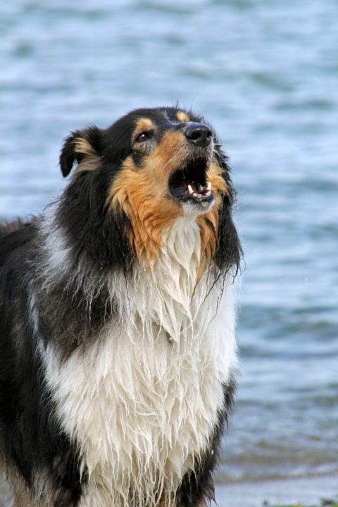 What To Do When Your Dog Is Aggressive Towards Children