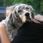 10 Regretful Mistakes That Dog Parents Often Make