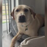 Her Ex Surrendered Their Dog. She Drove 8 Hours to Get Him Back.