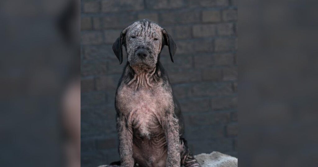 Roadside Rescue Puppy Finds Healing and Love After a Difficult Start