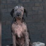 Roadside Rescue Puppy Finds Healing and Love After a Difficult Start
