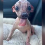 Doppy Is Short for Dopamine, and One Look at This Pup Explains Why