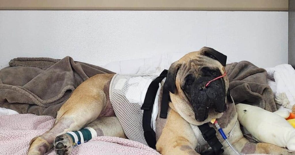 Bullmastiff Hit by Tractor Defies the Odds After Month-Long Fight