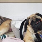 Bullmastiff Hit by Tractor Defies the Odds After Month-Long Fight