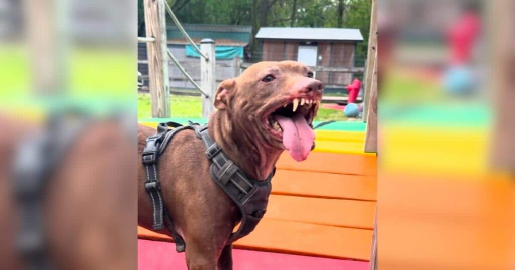 Everyone Thought This Scarred Dog Was Growling Until They Learned the Truth