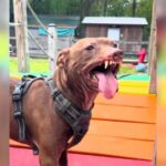 Everyone Thought This Scarred Dog Was Growling Until They Learned the Truth