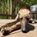 Forgotten Dog Waited Alone at a Train Station Until Hope Finally Arrived