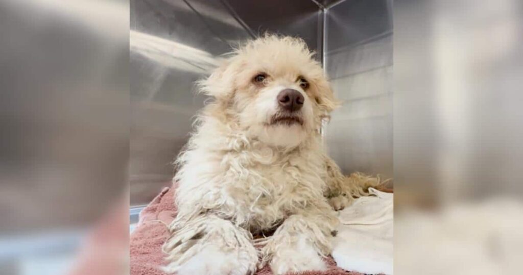 The Shelter Dog Everyone Called Aggressive Was Hiding a Painful Secret