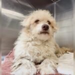 The Shelter Dog Everyone Called Aggressive Was Hiding a Painful Secret