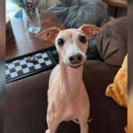 The Dog One Family Couldn’t Keep Became Someone Else’s Greatest Joy