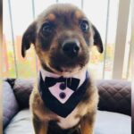 Puppy Dressed in a Tuxedo Gets Stood Up on Adoption Day