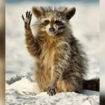Check Out the Funniest Comedy Wildlife Award Photos of the Last Decade
