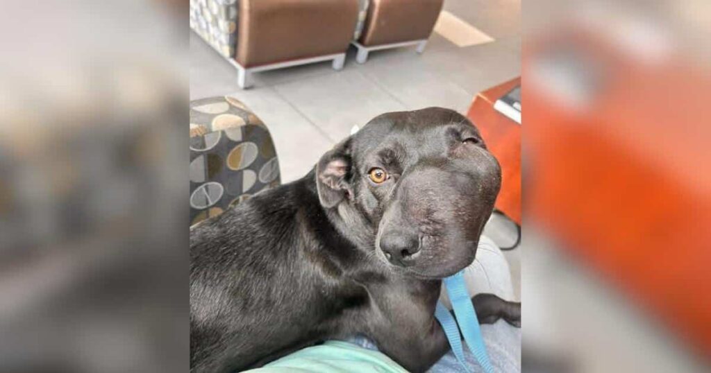 Dog’s Crooked Smile Hid a Rare Condition, but Not Her Beautiful Spirit