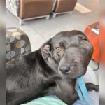 Dog’s Crooked Smile Hid a Rare Condition, but Not Her Beautiful Spirit