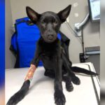 Dumpster Puppy With Two Broken Legs Is One Step Closer to His Forever Home