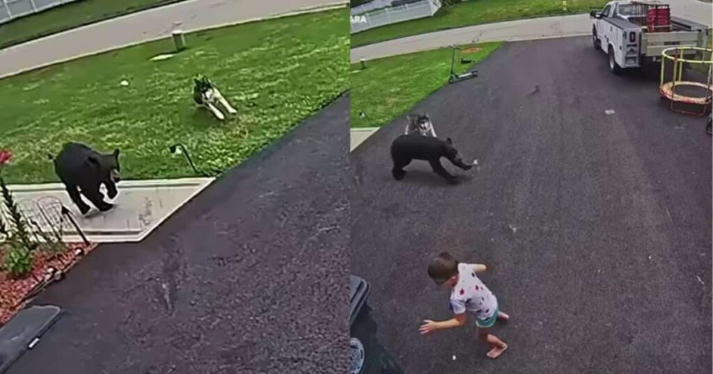Security Camera Captures the Moment Family Dog Chases Off Bear Charging Young Boy