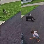 Security Camera Captures the Moment Family Dog Chases Off Bear Charging Young Boy