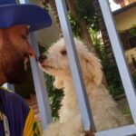 Dogs Usually Bark at the Mailman, but These Dogs Can’t Wait to See Him