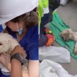 Dog Trapped Beneath Earthquake Rubble for 29 Days Defies the Odds