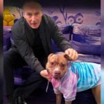 Bob Odenkirk Had a Dream Date With an Adoptable Shelter Dog