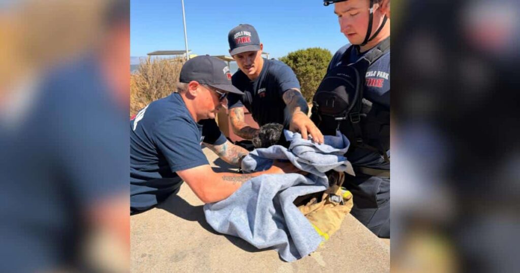 Lost Dog’s Wild Journey Included Fireworks, Drones, Boats, and Determined Seagulls