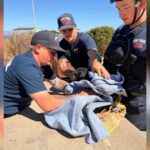 Lost Dog’s Wild Journey Included Fireworks, Drones, Boats, and Determined Seagulls