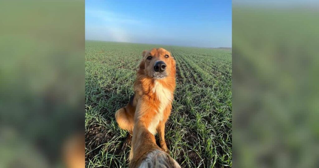 This Dog’s Selfies Capture the Magic of Life on the Farm