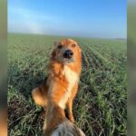 This Dog’s Selfies Capture the Magic of Life on the Farm