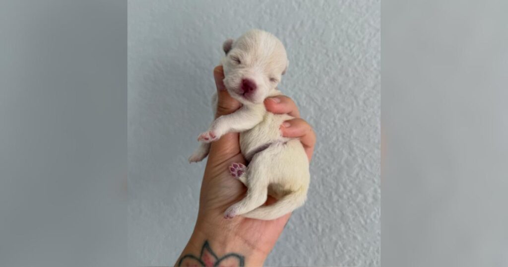 The Kitten Lady Is Known for Kitten Rescue, but Her Newest Foster Puppy Is Cracking Hearts