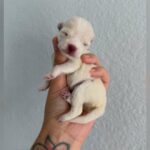 The Kitten Lady Is Known for Kitten Rescue, but Her Newest Foster Puppy Is Cracking Hearts