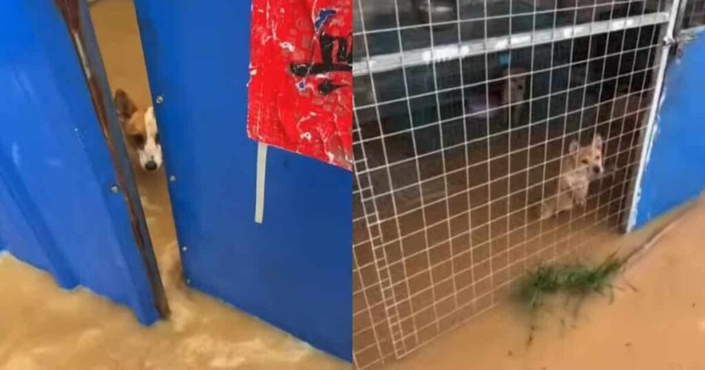 Shelter Owner Refuses to Leave Behind Dogs and Cats During Devastating Flood