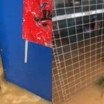 Shelter Owner Refuses to Leave Behind Dogs and Cats During Devastating Flood