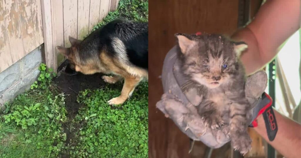 German Shepherds Followed Their Noses and Saved Two Tiny Kittens