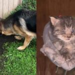 German Shepherds Followed Their Noses and Saved Two Tiny Kittens