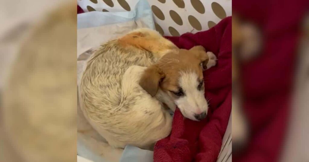 Found Barely Clinging to Life, Now This Puppy Can’t Stop Playing