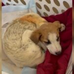 Found Barely Clinging to Life, Now This Puppy Can’t Stop Playing