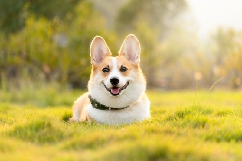How to Potty Train a Corgi: 10 Expert Tips