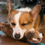 Fear Free and Calmr Dog- Reducing Canine FAS through Play