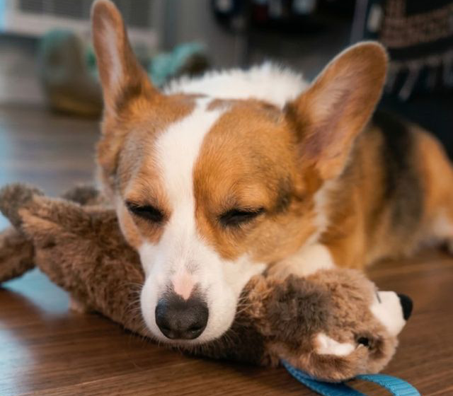Fear Free and Calmr Dog- Reducing Canine FAS through Play