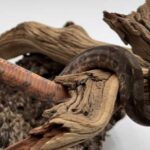 Corn Island Boa Breeding