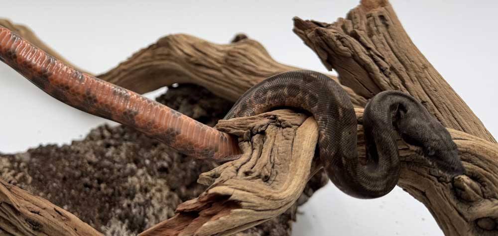 Corn Island Boa Breeding
