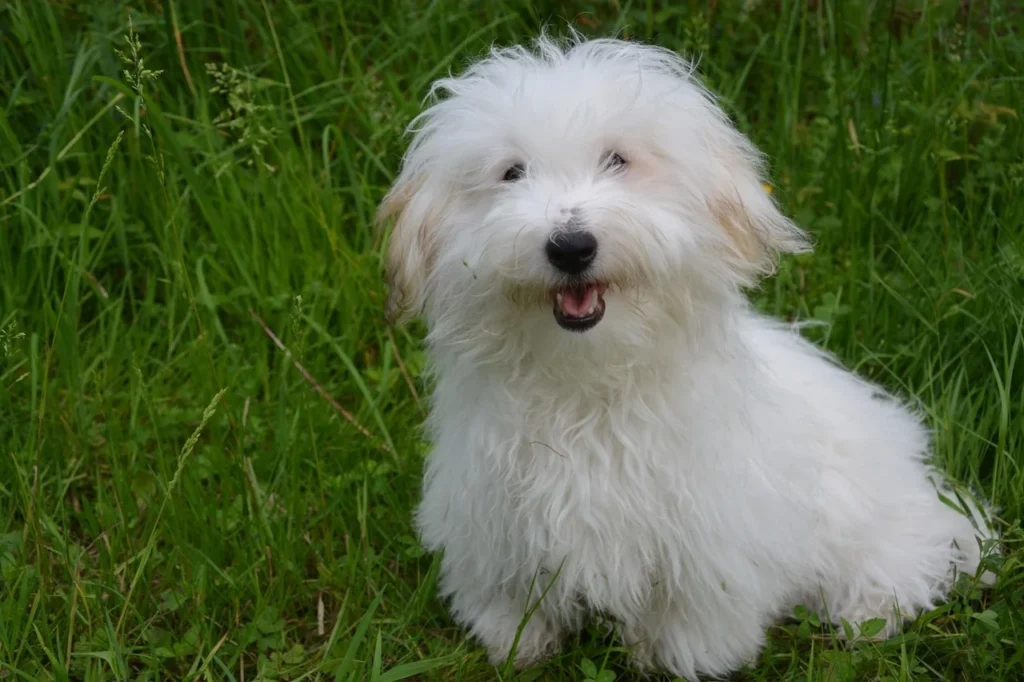 The Softest Dogs You’ll Ever Pet (And Which One Is Right For You)
