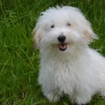 The Softest Dogs You’ll Ever Pet (And Which One Is Right For You)
