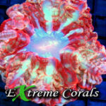 Three Solitary Showpiece Corals, Properly Understood: Acanthophyllia, Indophyllia, and Cynarina in the Modern Reef Aquarium | Reef Builders