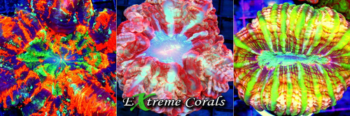 Three Solitary Showpiece Corals, Properly Understood: Acanthophyllia, Indophyllia, and Cynarina in the Modern Reef Aquarium | Reef Builders